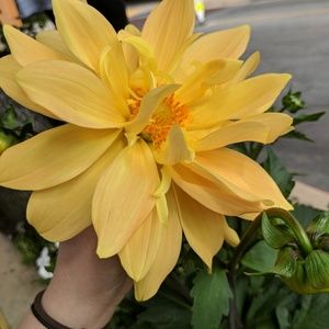 Meet your Posher, Alisha